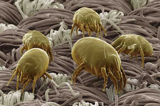 dust-mite-500-time.jpg (528×349)